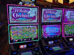 Pengguna Indonesia menikmati Live Casino haha69 di smartphone dengan tampilan mobile yang responsif